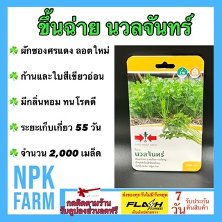 ผักซอง ศรแดง ขึ้นฉ่าย นวลจันทร์ จำนวน 2000 เมล็ด/ซอง เมล็ดพันธุ์ ลอตใหม่ ก้านและใบสีเขียวอ่อน มีกลิ่นหอม ปลูกง่าย