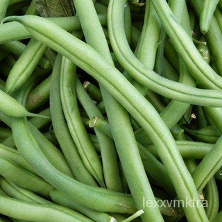 BAGUIO BEANS (18เมล็ด)-Snap Beans / Green Beansแม่และเด็ก/กระโปรง/สร้อยข้อมือ/กางเกง/สวน/ผักชี/บ้านสวน/หมวก/เด็ก/คื่นฉ่า