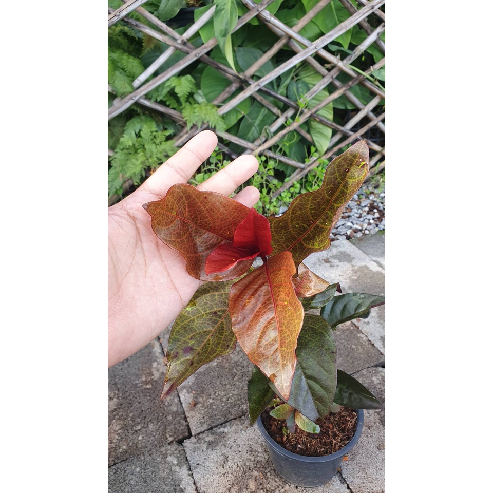 มุมมอง 2