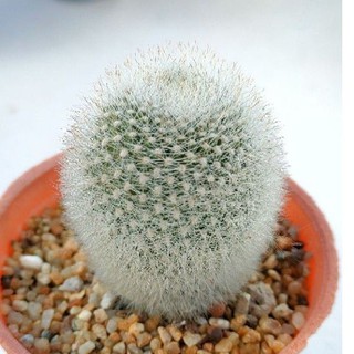 Cake Cactus Farm กระบองเพชร Rebutia muscular รีบูเทีย มัสคูลา ดอกสีส้ม