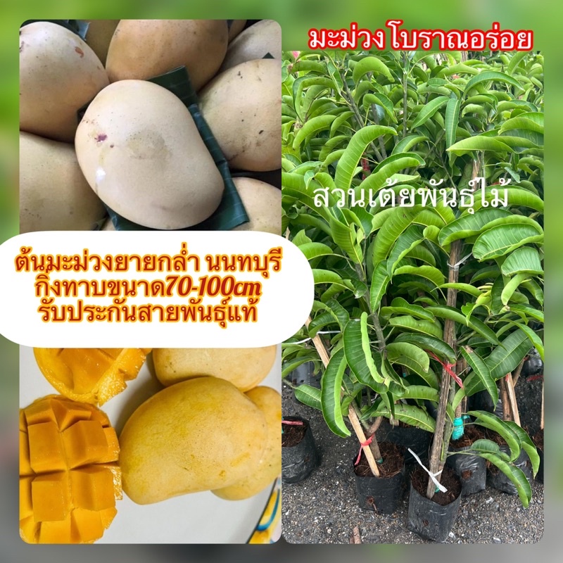 ต้นมะม่วงยายกล่ำ นนทบุรี กิ่งทาบขนาด70-100cm รับประกันสายพันธ์ุแท้