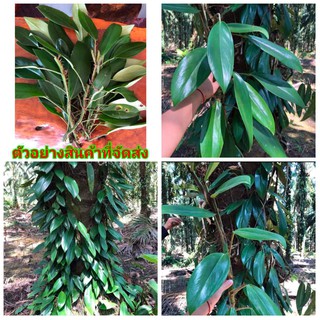 (ขาย กิ่งพันธุ์) ต้น ท่อน กิ่ง ฟิโลใบพายป่า Plilodendron sp. ฟิโลใบพายป่า ฟิโล ใบพาย ป่า กอหญ้า