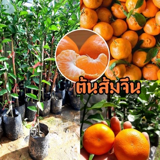 ส้มจีน ไร้เมล็ด เป็นไม้เสียบยอด🍊🍊🍊 โตไวลูดดกเป็นส้มลูกเล็กๆที่หวานอร่อย (รับประกันสินค้าเครมฟรี)