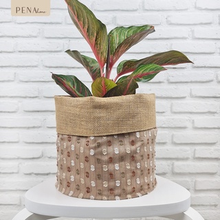 Pena Home : PLANT POT COVER กระถางต้นไม้ ลายสีน้ำตาลอ่อน รุ่น 7PAS0006-7PAXL0006