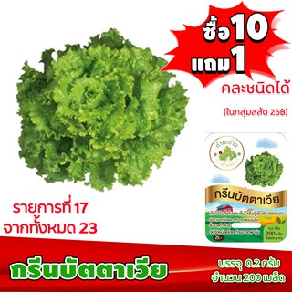 [ซื้อ10แถม1 + ฟรีคู่มือ] เมล็ดพันธุ์ กรีนบัตตาเวีย  GREEN BATAVIA  (0.2 กรัม 200 เมล็ด) ทำมะชาดฟาร์ม  ผักสลัด