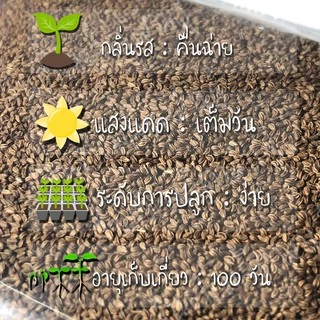 เมล็ดพันธุ์ คื่นฉ่ายยักษ์ คื่นฉ่ายฝรั่ง เซเลอรี่ 1000เมล็ด Celery Utah Seedเมล็ดพันธุ์แท้100%นำเข้าจากต่างประเทศ ปลูกผัก