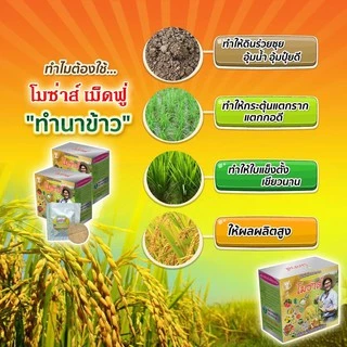 🔥🔥 ส่งฟรี 🔥🔥โมซ่าส์ MOZA ปุ๋ยโมซ่าส์ โมซ่า ปุ๋ยฮอร์โมน กรดอะมิโนสูง อาหารเสริมสำหรับพืชไร่ พืชสวน ข้าว บำรุงใบ บำรุงราก