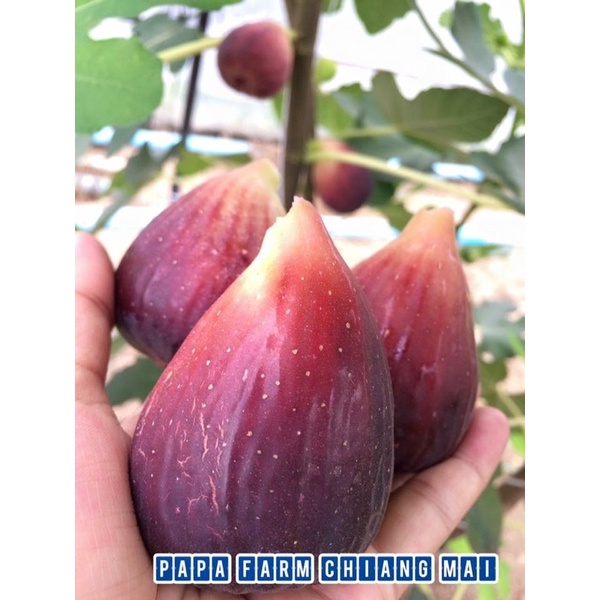 ลูกฟิก มะเดื่อฝรั่งสด 1กก.รวมค่าส่งแบบแช่เย็น พันธุ์ญี่ปุ่น Chilled Fresh Fig Masui Dauphine