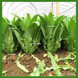 TASHA GARDENING 1000pcs Romaine lettuce Biji Benih Sayur Sayuran Vegetable Seed Seeds Plant Vegetables ฮ่องกงผักกาดหอมอิ