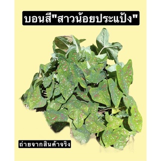 บอนสีราชินีใบไม้ "สาวน้อยประแป้ง" ต้นไม้ฟอกอากาศ ขายเป็นหัวรากละ 15 บาท!!! พร้อมส่ง