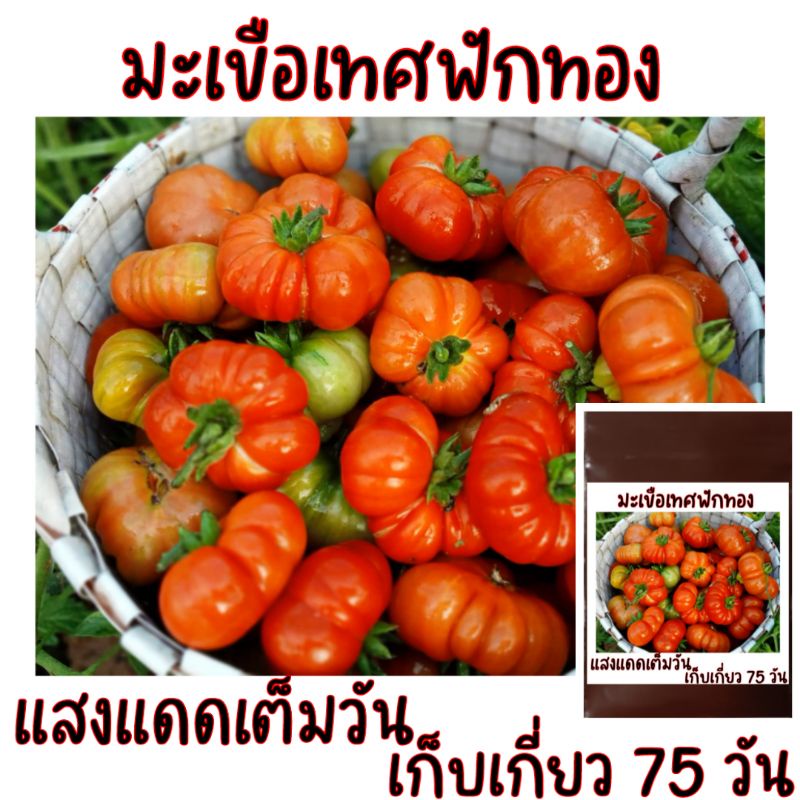 เมล็ดปลูกต่อได้ บรรจุ 20 เมล็ด มะเขือเทศฟักทอง เมล็ดพันธุ์มะเขือเทศฟักทอง