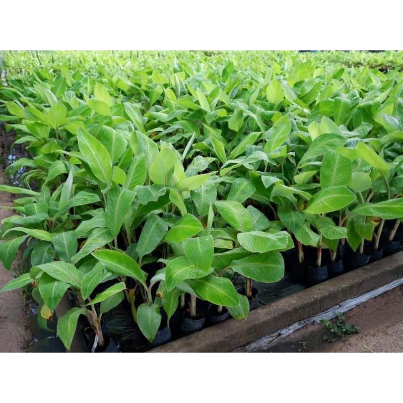 กล้วยน้ำว้าปากช่อง50 เพาะเนื้อเยื่อ (4ต้น)