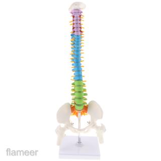 [FlameerMY❤] 45cm/18\ Flexible Anatomical Human Spine Model w/ /Pelvis + Femur Anatomy BEXN