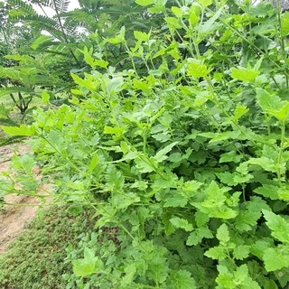 น้ำส้มควันไม้ 250 มล เข้มข้น100% ป้องกัน มด เพลี้ย แมลงศัตรูพืช ป้องกันโรคที่เกิดจากเชื้อรา ฆ่าเชื้อโรคในดิน ขนาด 250 มล