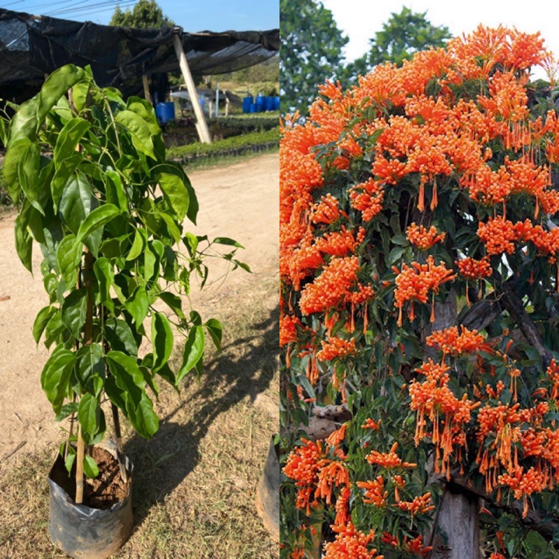 ต้นพวงแสดไม้เลื้อย  ดอกสีส้ม ✨เหมาะทำซุ้ม   ไม้แดดทนแล้ง 🍂 Fire Cracker Vine/ Flame Flower creeper