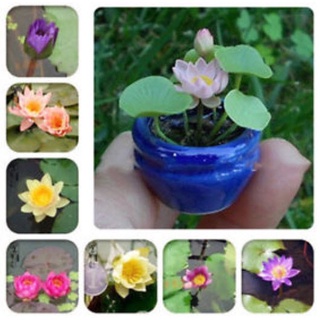 8 เมล็ด เมล็ดบัว คละสี ตัดหัวแล้ว งอกแน่ ของแท้ 100% เมล็ดพันธุ์ ดอกบัว ปลูกบัว เม็ดบัว Lotus seeds.