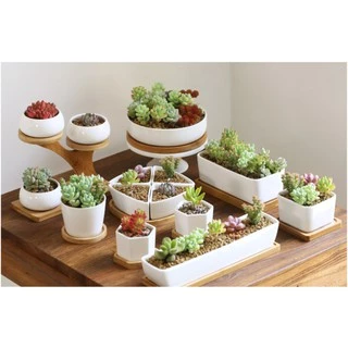 Plants Center T205 กระถางต้นไม้เซรามิกขาวทรงสี่เหลี่ย มีถาดรองไม้ ขนาด เป็นเซรามิกเคลือบเงา