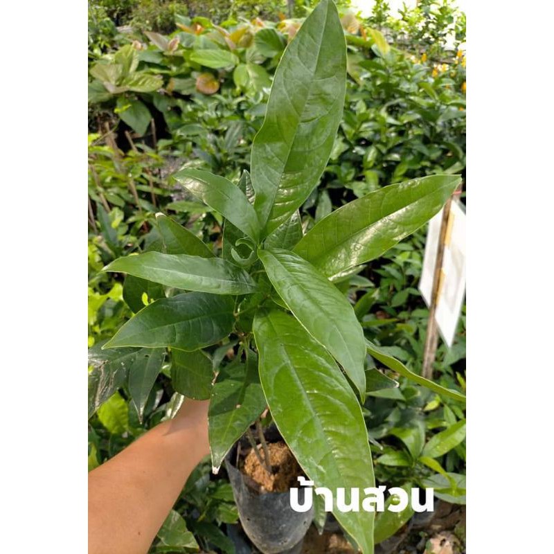 ต้นยี่หุบ ต้นสูง 50-60 ซม. จัดชุด 2 ต้น