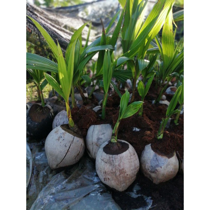 อันดับหนึ่ง 94+ ภาพ มะพร้าว ทะลาย ใหม่ที่สุด