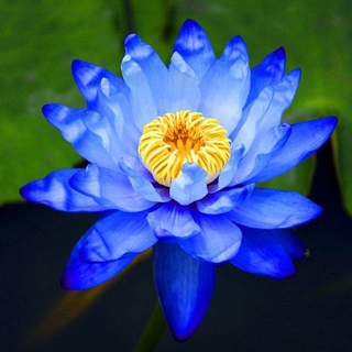 บัวสีน้ำเงิน เมล็ดเล็ก ดอกดกทั้งปี ของแท้ 100% Lotus Waterlily