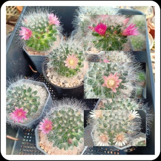 กระบองเพชร Cactus แคคตัสแมมขนแมวMammillaria Bocasana