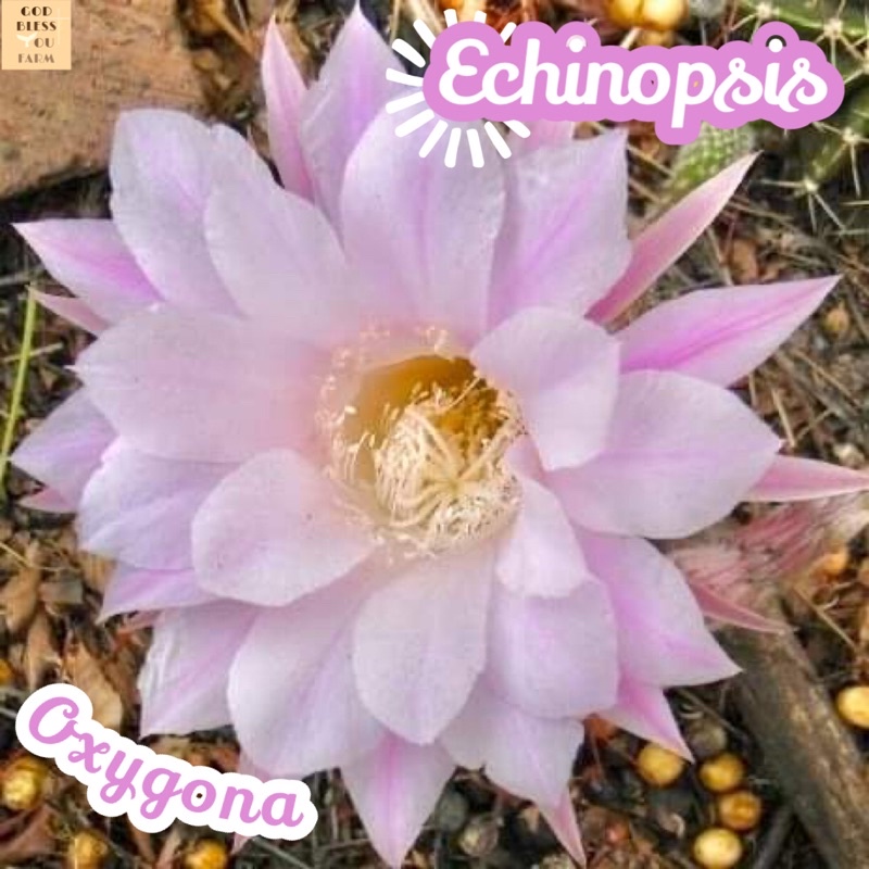 [อิชินอปหนามดำ] Echinopsis Oxygona ส่งพร้อมกระถาง แคคตัส Cactus Succulent Haworthia Euphorbia ไม้หายาก พืชอวบน้ำ ไม้หนาม