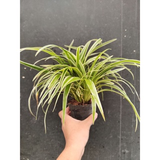 เศรษฐีเรือนนอก Chlorophytum bichetii (Karrer) Backer #ไม้ใบ #ไม้ด่าง #ไม้มงคล