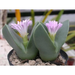 gibbaeum 10เมล็ด.-59