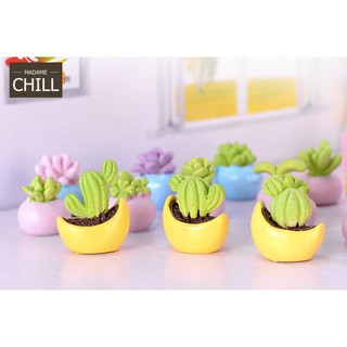 [MC366] ตุ๊กตุ่นจิ๋ว กระบองเพชร 3 สี 🏜️ (1 ต้น ราคา 15 บาท)