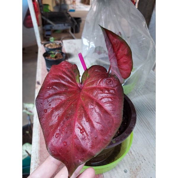 บอนสีมีนามว่าจอมทัพ/จอมทัพ/บอนสี