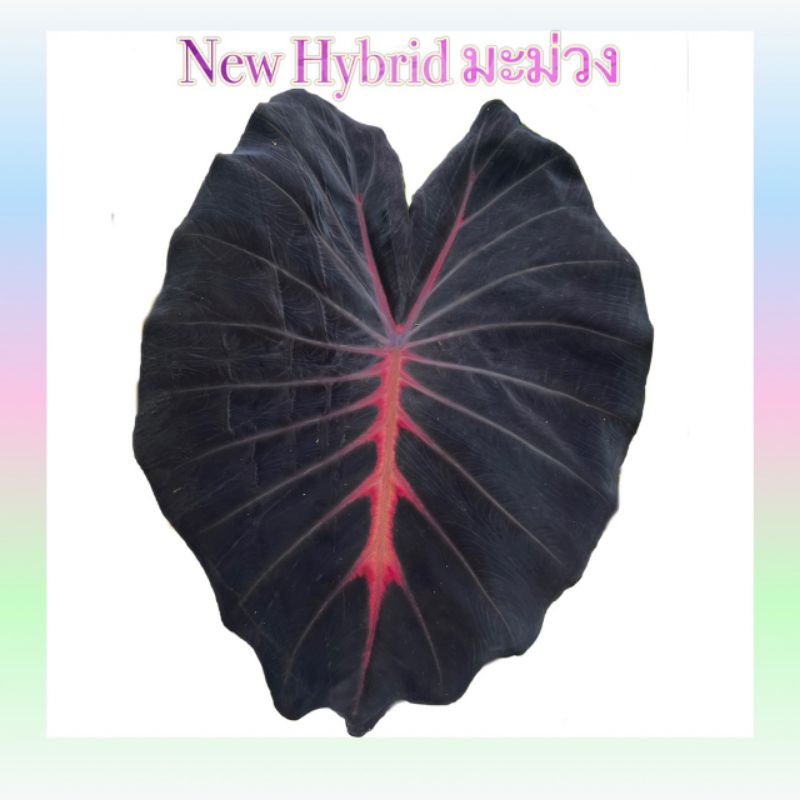มะม่วง Colocasia Mamuang ไม้ไฮบริดตัวใหม่สวยมาก NEW HYBRID