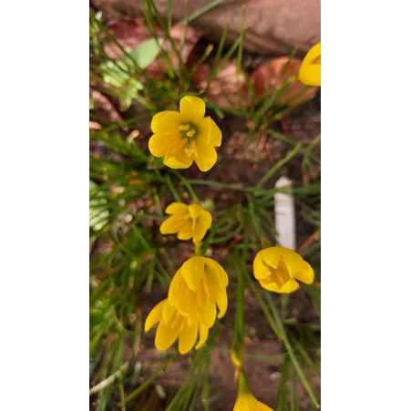 บัวดิน Z.Yolkster (สั่งขั้นต่ำ 50 บาท รวมในร้านได้) - รูปที่ 4