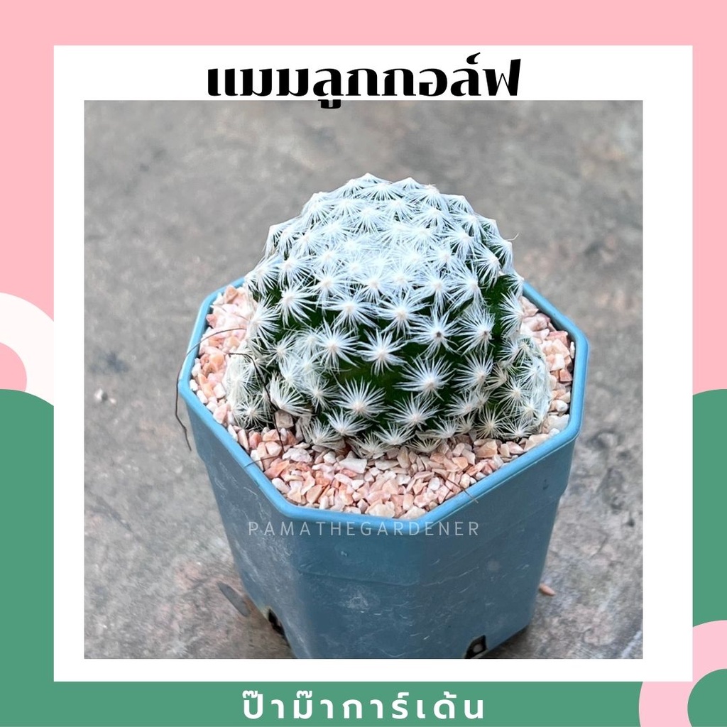 ต้นแมมลูกกอล์ฟ กระถาง 3-4 นิ้ว