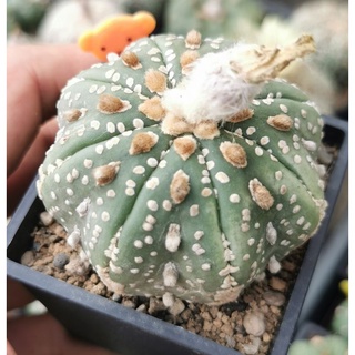 แอ​สโตร​ไ​ฟตั้​ม​วี Super​ เว้า วี​ #แคสตัส castus​ astrophytum แอสโตร แอสโตร​ไ​ฟตั้​ม แอสโตรไฟตัม กระบองเพชร แอสโตรวี