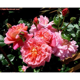 25เมล็ด เมล็ดกุหลาบ อังกฤษ พันธุ์เลื้อย สีชมพู กุหลาบหนู Rose seeds