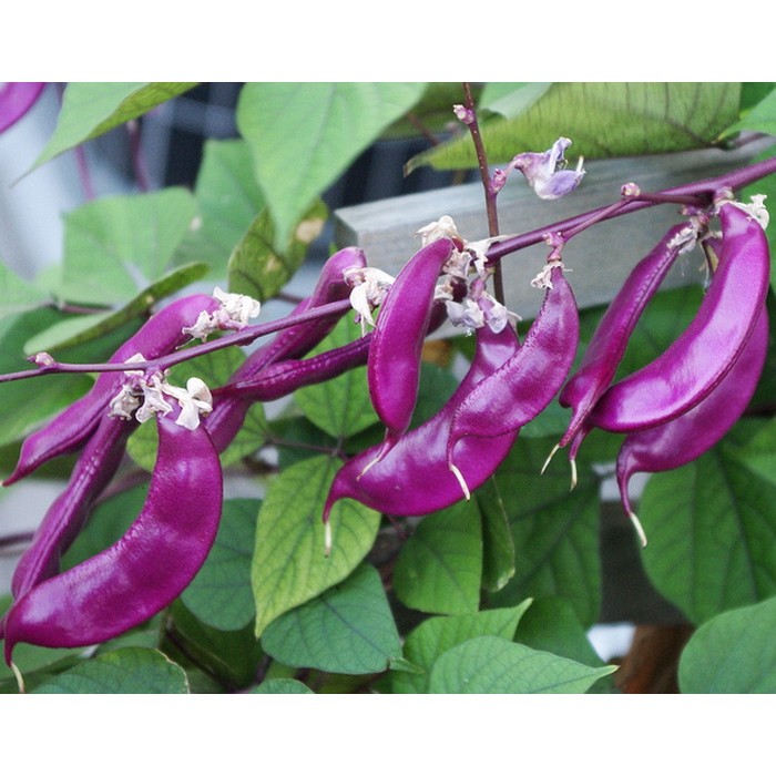 ถั่วแปบสีม่วง - Hyacinth bean