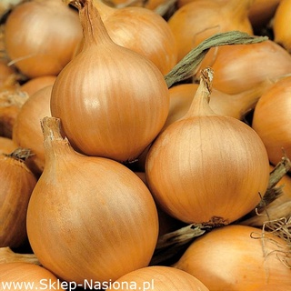 100 เมล็ด เมล็ดหอมหัวใหญ่ สายพันธุ์ หอมใหญ่ Majka  Onion seeds