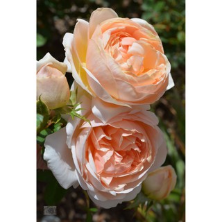 เมล็ดพันธุ์ กุหลาบ สีแชมเปญ Champagne Rose Seeds ดอกใหญ่ นำเข้าจากต่างประเทศ 30 เมล็ด