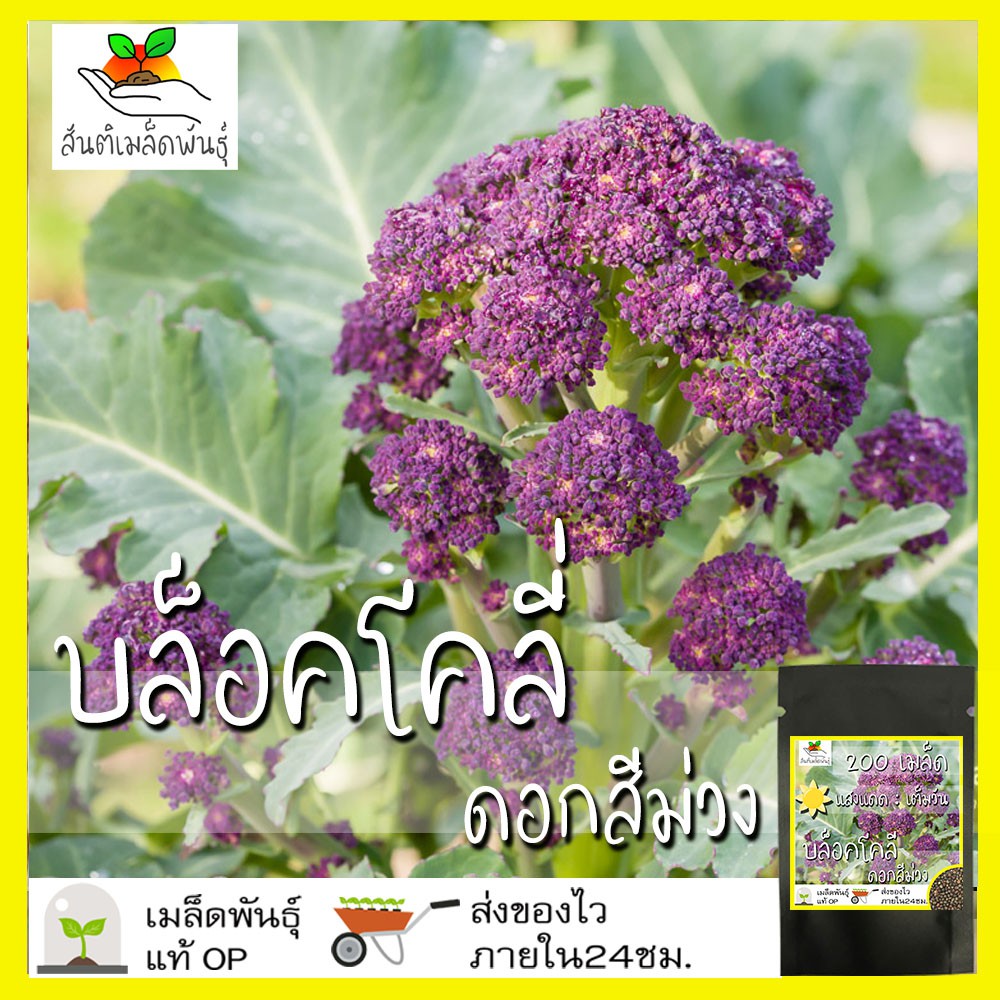 เมล็ดพันธุ์ บล็อคโคลี่ ดอกสีม่วง 200 เมล็ด Purple Sprouting Broccoli เมล็ดพันธุ์แท้ นำเข้าต่างประเทศ ปลูกง่าย โตไว