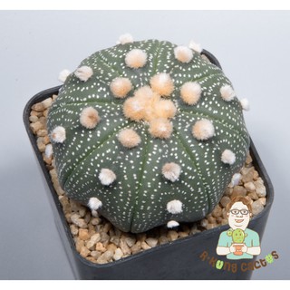 Astrophytum โออิโบะ  SP.211