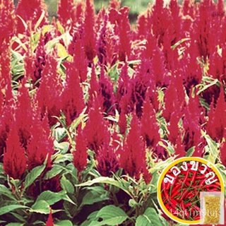 เมล็ด Celosia 5เมล็ด-Basic Celosia seeds เมล็ดพันธุ์สีแดงของดอกไม้เมล็ดพันธุ์ดอกไม้เมล็ดพันธุ์ของไก่หงอนไก่เมล็ด v seeds