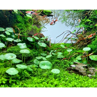 แว่นแก้วใหญ่ – HYDROCOTYLE UMBELLATA ต้นไม้น้ำมงคล