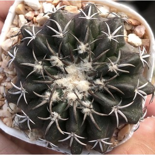 หนามสวย 🔮🔮🔮Discocactus horstii hybrid ดิสโก้ฮอทิไอไฮบริดผิวสวย