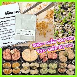 🔥ถูกสุดๆ🔥 เมล็ดไลทอป 200+ เมล็ด 100 บาท, ชุดปลูก เมล็ดไลทอปมิกส์ | Lihops Seeds