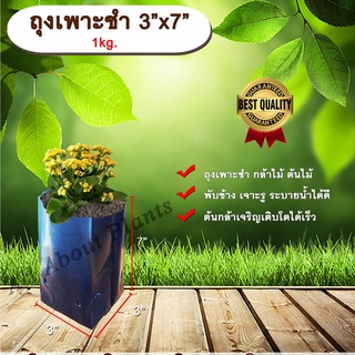 ถุงเพาะชำ 3”x7” 1 kg. ถุงเพาะชำสีดำ ถุงเพาะชำกล้าไม้ ต้นไม้ ถุงดำ allaboutplants