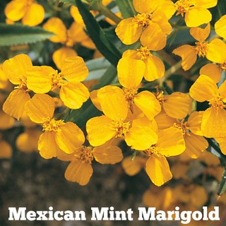 Mexican Mint Marigold Herd 10 seed พร้อมวิธีการปลูก(ดอกไม้กินได้)