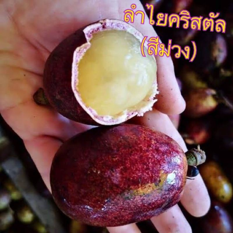 ลำไยคริสตัล /สีม่วง/