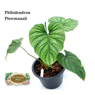 ฟิโลเดนดรอน พราวมนี(Philodendron Plowmanii)