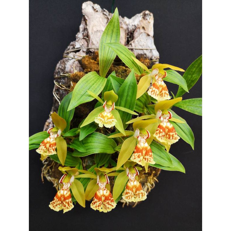 กล้วยไม้ เอื้องเทียนใบบาง (Coelogyne schilleriana) 1 ต้น