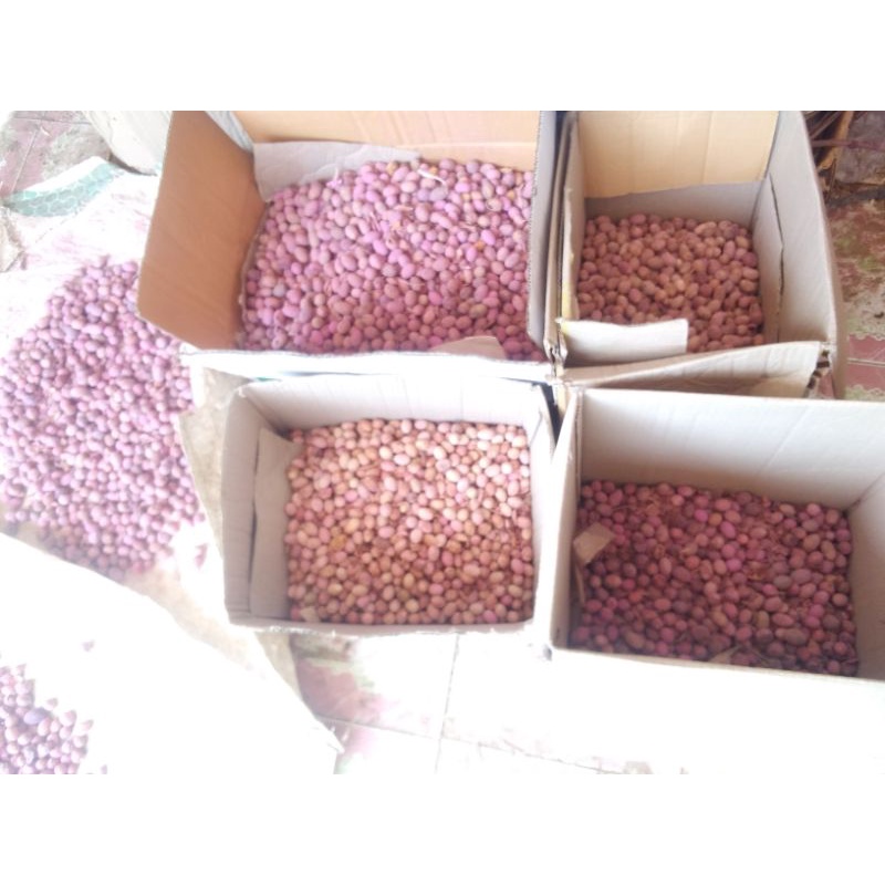 เมล็ดผักหวานป่ายอดเหลืองชุดละ100เมล็ด500บาทชื้อ2ชุดแถม5